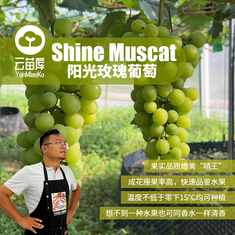 云苗库阳光玫瑰葡萄树苗15.8两株裸根苗南北方种植适合阳台盆栽