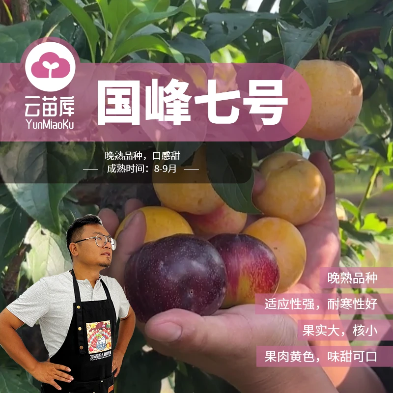 云苗库【国峰七号李子裸根苗】适合盆栽阳台庭院种植基地直发包邮
