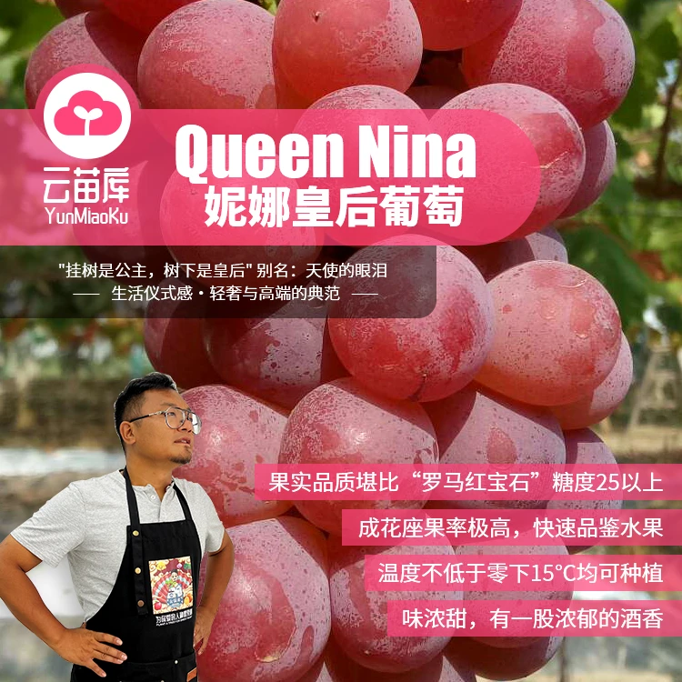 云苗库【妮娜皇后葡萄裸根苗】适合地栽盆栽阳台庭院种植嫁接苗包邮