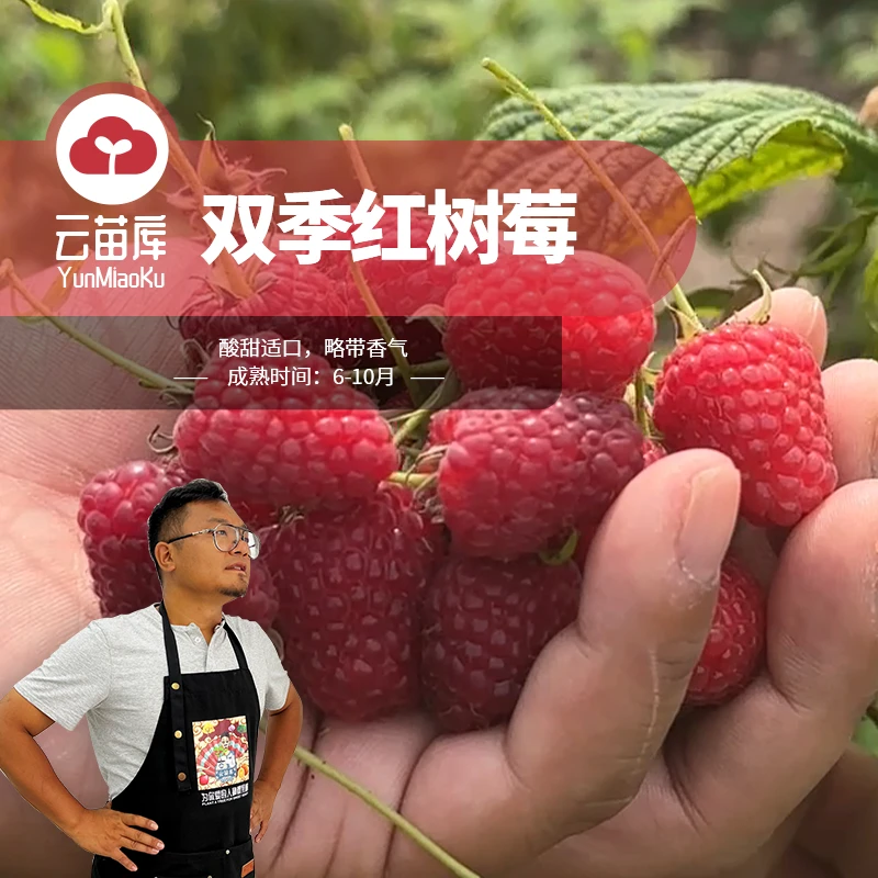 云苗库希哥推荐双季红树莓苗容器苗适合阳台盆栽湖南基地直发包邮