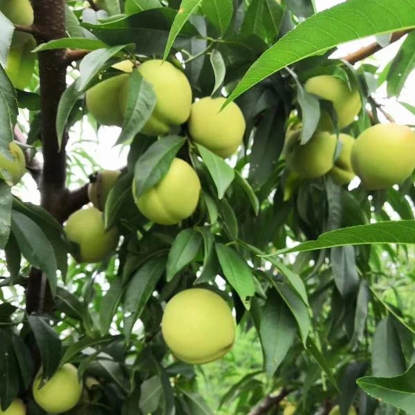 云苗库瑶都青桃20*14容器苗桃子果树苗适合盆栽阳台庭院种植