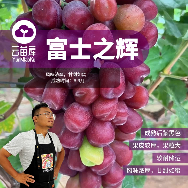 云苗库【富士之辉葡萄盆栽苗】适合地栽盆栽阳台庭院种植嫁接苗包邮