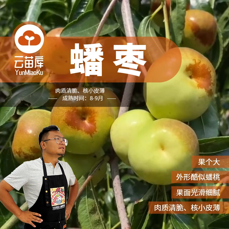 云苗库蟠枣枣子裸根苗适合阳台庭院盆栽果树苗基地直销单株挂果