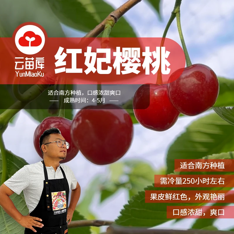 红妃樱桃（3年原土原盆大苗）1.3高发货可地栽盆栽自花授粉