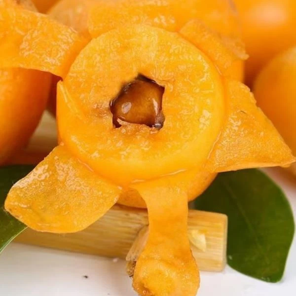 湘移希哥推荐大五星枇杷果树苗容器苗肉质细嫩单株挂果嫁接苗植物