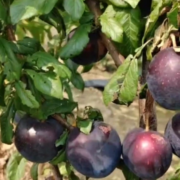 云苗库【蜜桔樱桃李子裸根苗】适合盆栽阳台庭院种植基地直发包邮