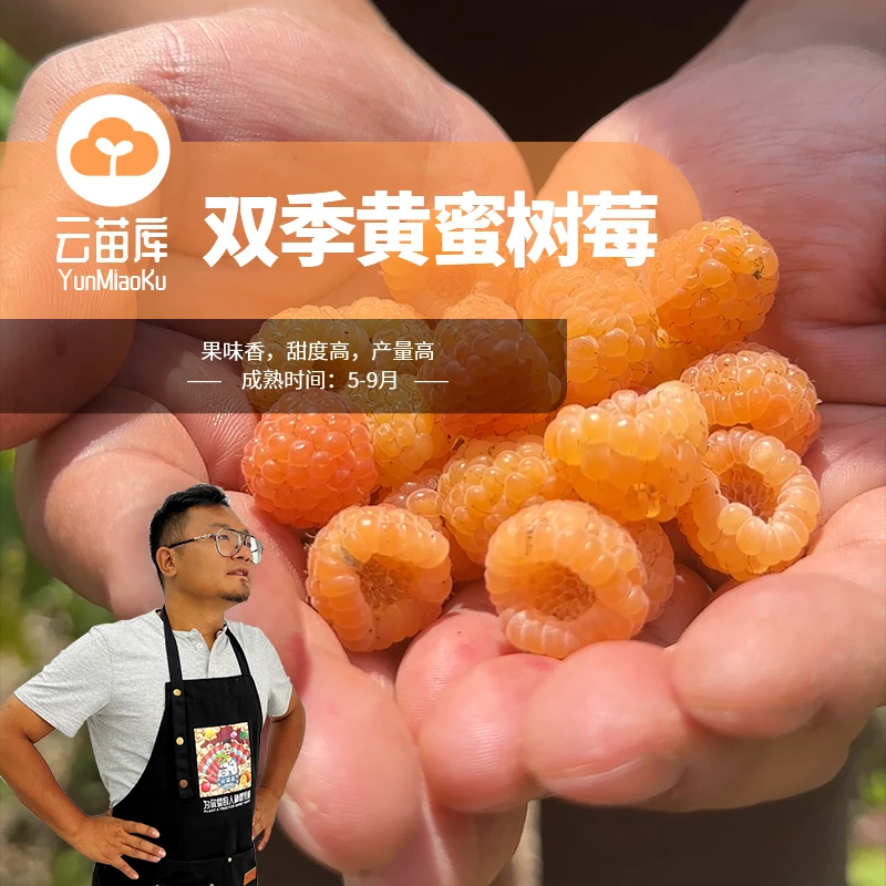 云苗库双季黄蜜树莓1加仑容器苗果树苗盆栽地栽阳台庭院单株挂果