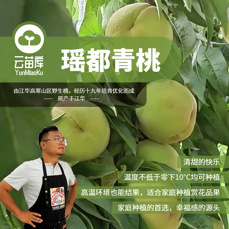 云苗库【瑶都青桃裸根苗】桃子果树苗可地栽盆栽阳台庭院种植嫁接苗