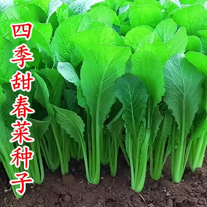 蔬菜种子大叶春菜种子 老品种春芥菜种子 菜籽蔬菜种子 四季春菜