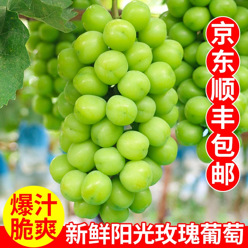 助农阳光玫瑰烟台阳光玫瑰晴王葡萄香印青提子应季饱满多汁新鲜
