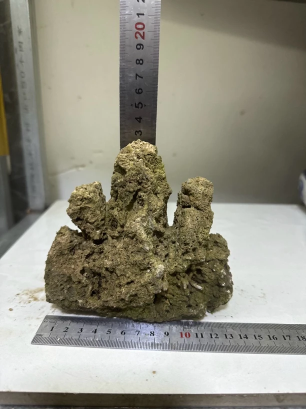 正品真品吸水石上水石实物实拍包邮送草种子