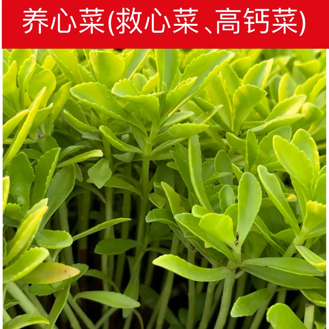 养心菜绿植养心菜种苗养心菜种苗子救心菜苗子蔬菜养心菜泡茶