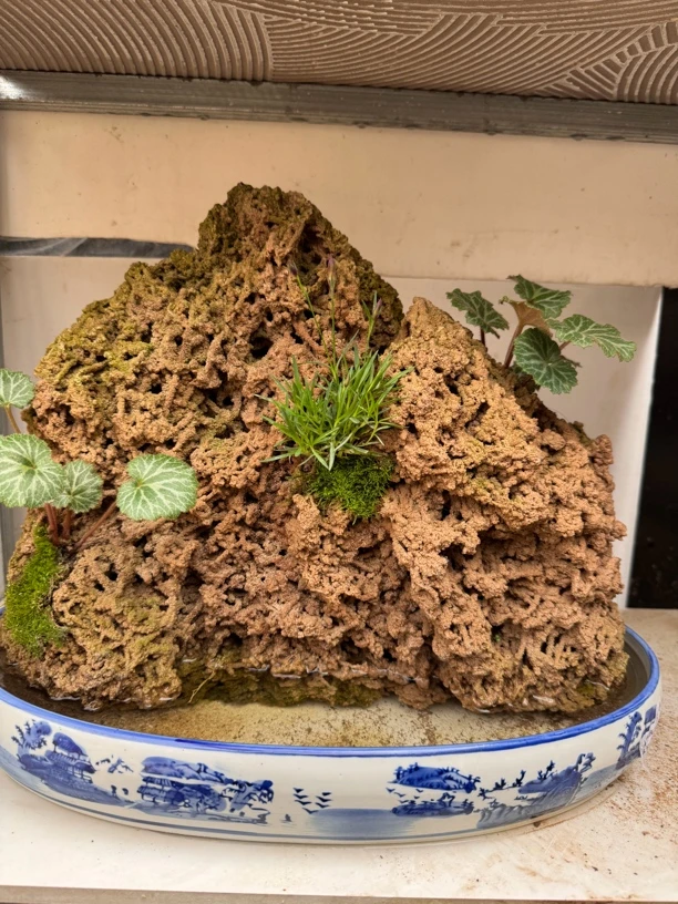 正品真品吸水石上水石实物实拍带盆包邮送草种子