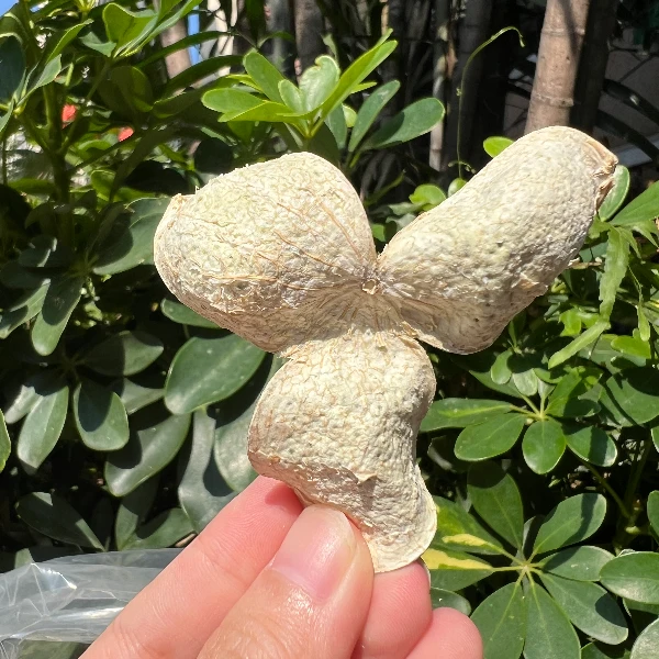 【临时链接】正宗新会2024年梅江核心产区新会发货