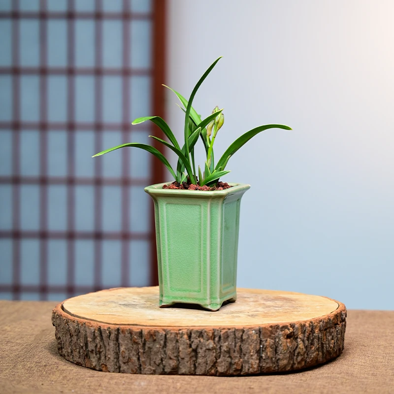 禅月达摩带花剑金边花盆陶瓷绿植冰裂高雅透气桌面室内盆栽