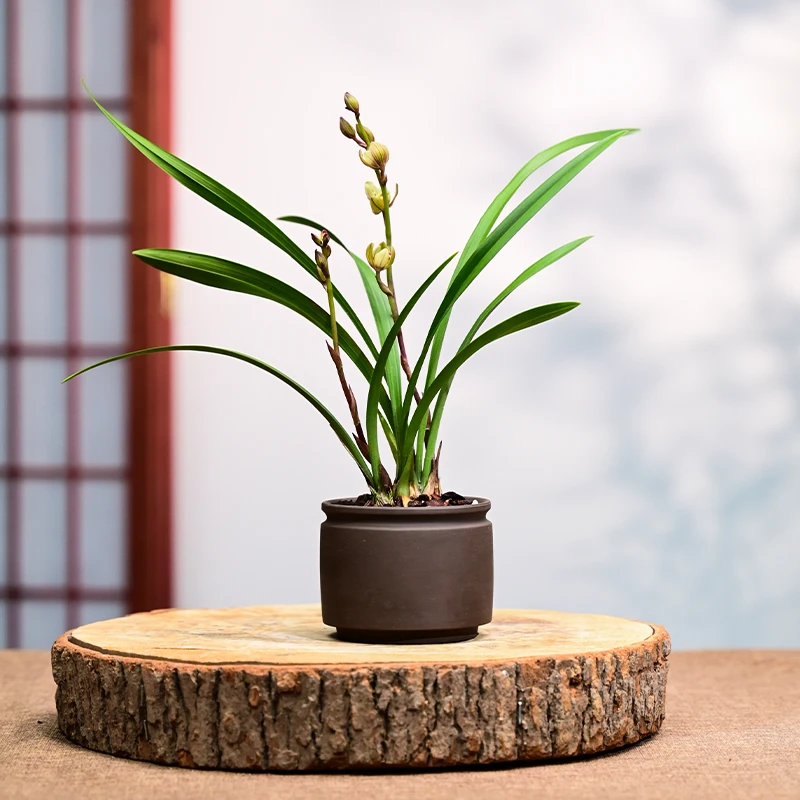 金荷春兰兰花花卉绿植盆栽室内客厅办公桌阳台卧室浓香不带花苞
