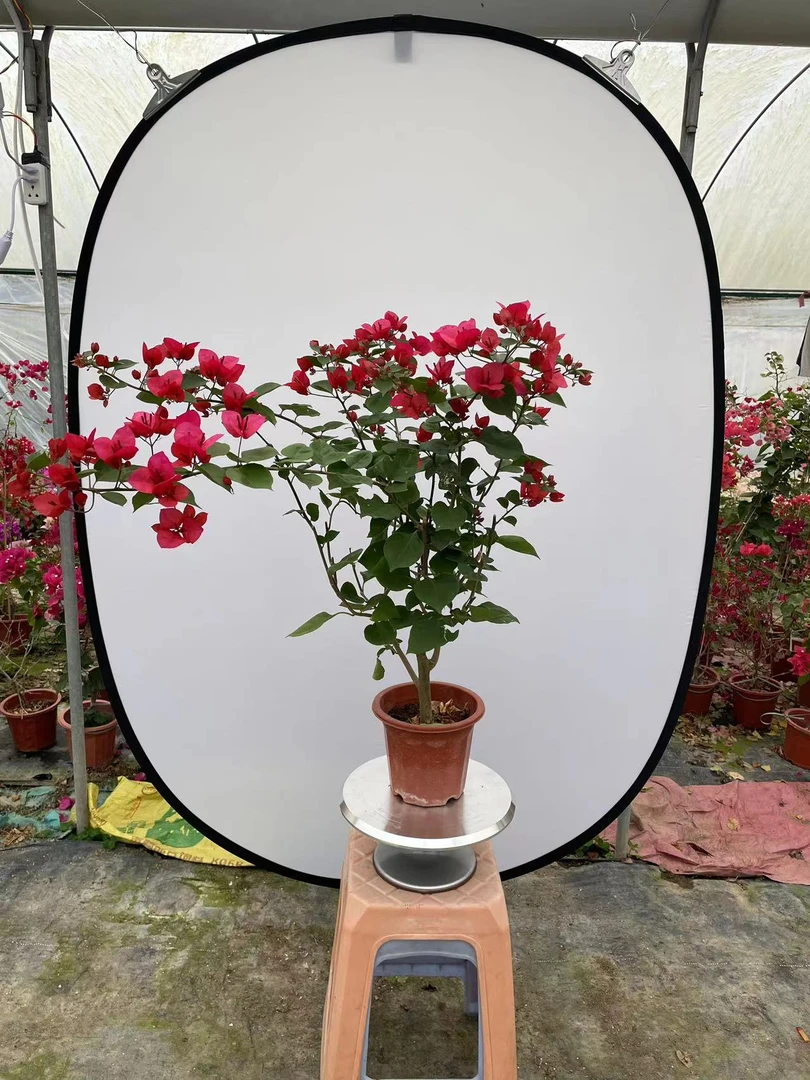 三角梅一物一拍专属链接原盆原土带花发货