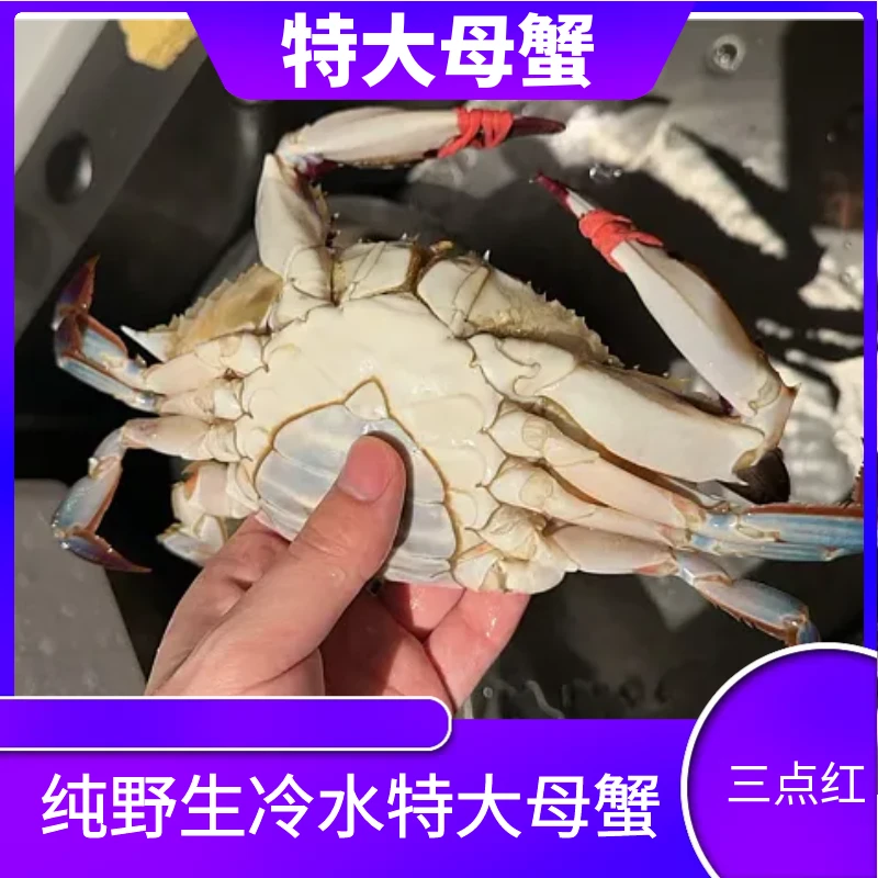 云【保鲜不保活】特大三点红母蟹 6两以上/只 2-3斤装 不保腿甲全
