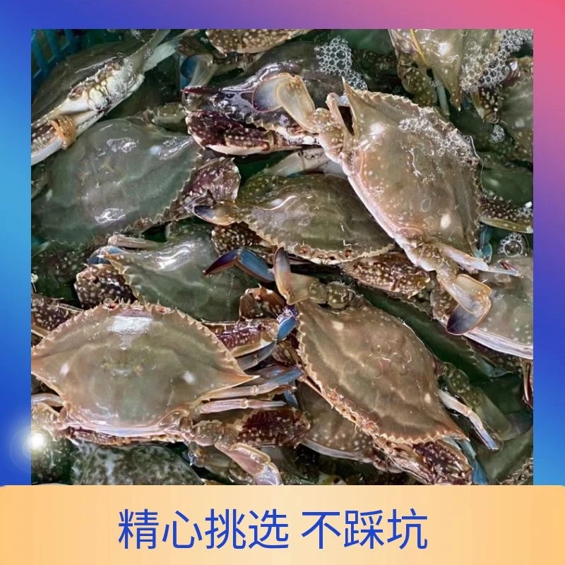 云【保鲜不保活】大号三点红母蟹3两以上/只 2斤/3斤装 不保腿甲全