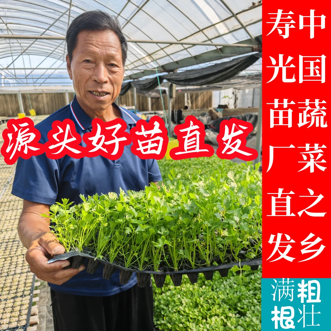 西芹苗买1送1高品质寿光基地西芹苗买一赠一苗厂直发种植