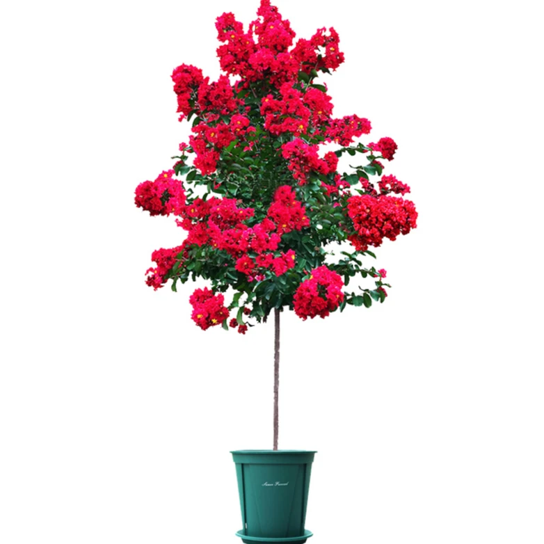 紫薇花苗直播链接