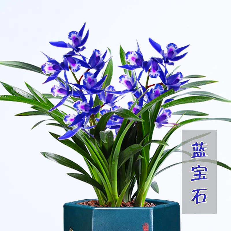 上香的兰花 蓝宝石 下个月来花苞  四季开花兰花苗浓香型
