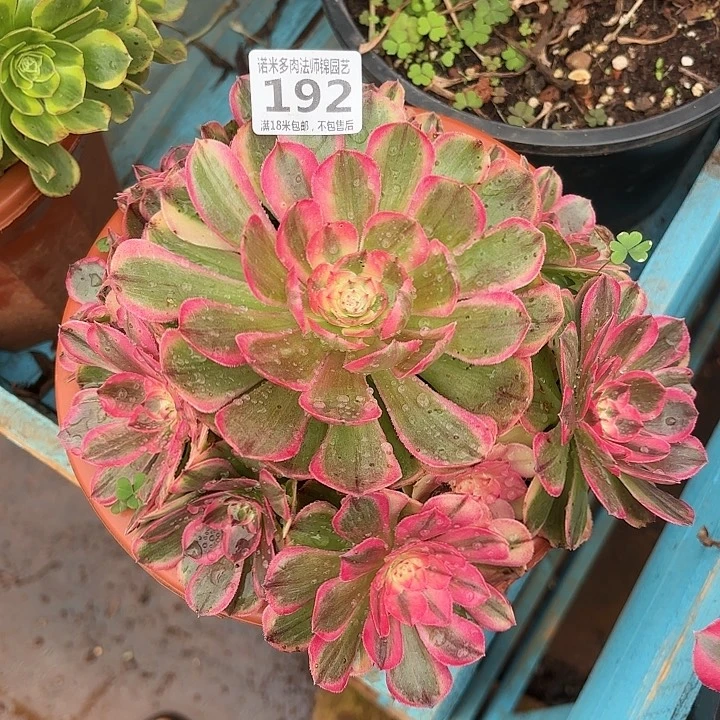 192海神诺米多肉法师锦