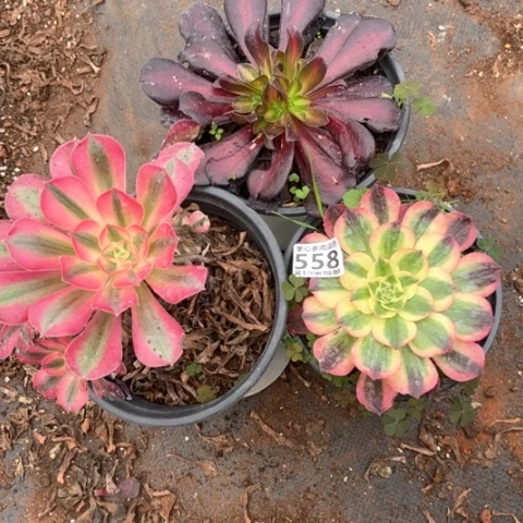 558组合掌心多肉法师锦不包侧枝断枝