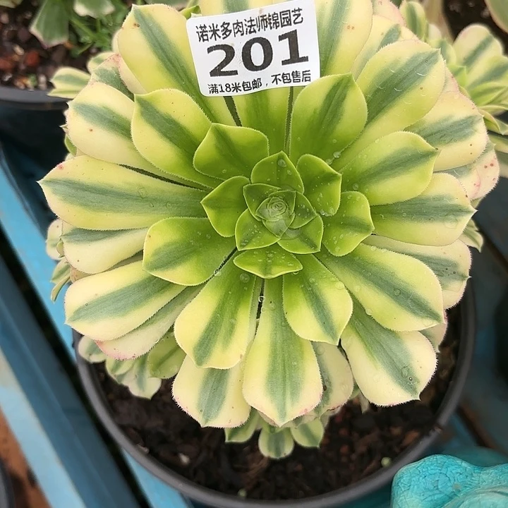 201金丝翡翠诺米多肉法师锦