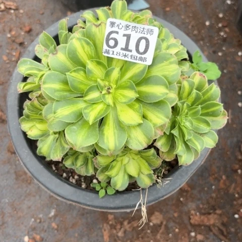 610翡翠琉璃掌心多肉法师锦不包侧枝断枝条