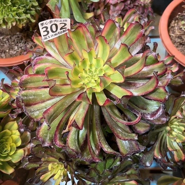 302凌波仙子掌心多肉法师锦