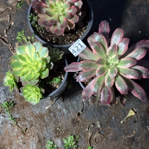 421组合掌心多肉法师锦