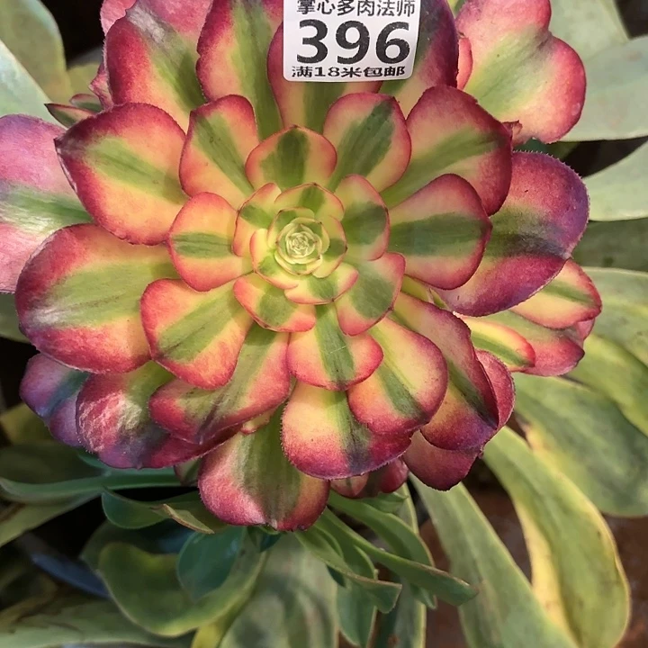 熹*396荔枝掌心多肉法师锦不包侧枝断枝