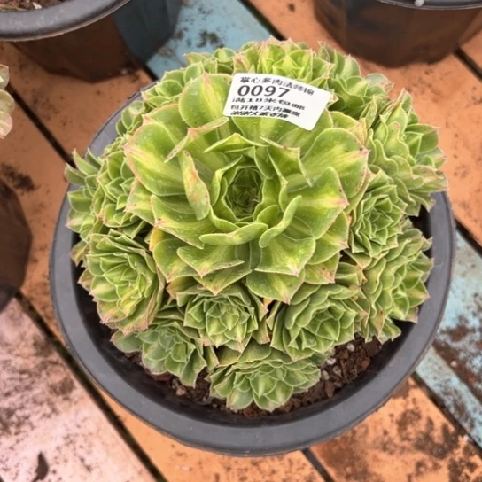 0097翡翠琉璃掌心多肉法师锦