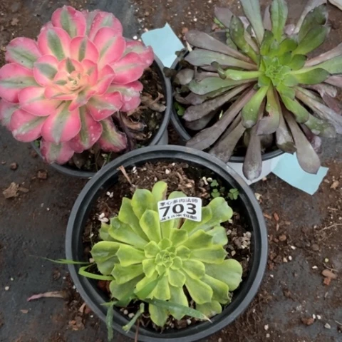 703组合掌心多肉法师锦不包侧枝断枝