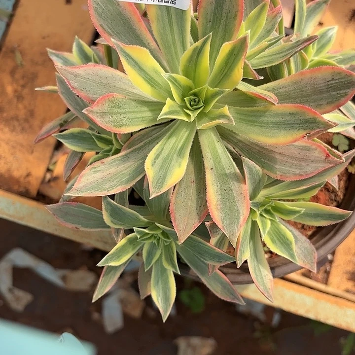 005枫叶绿体枫叶掌心多肉法师锦