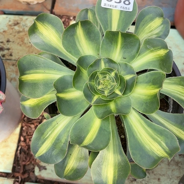 038暴君诺米多肉法师锦