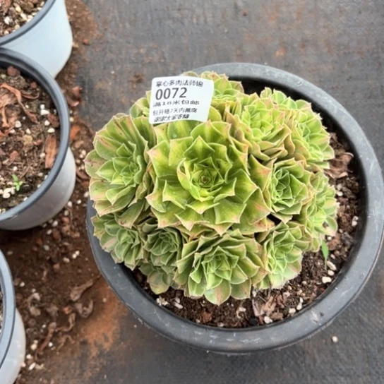 0072翡翠琉璃掌心多肉法师锦