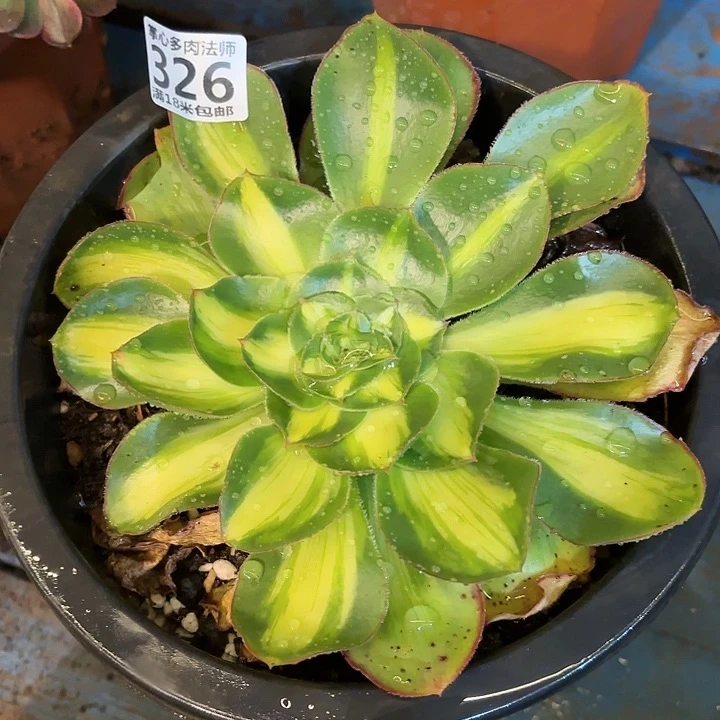 326暴君掌心多肉法师锦