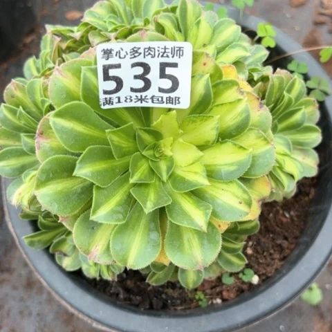 535翡翠琉璃掌心多肉法师锦不包侧枝断枝