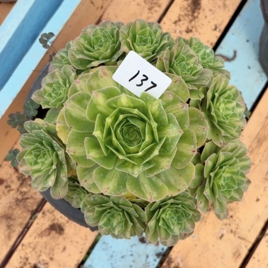 137翡翠琉璃掌心多肉法师锦