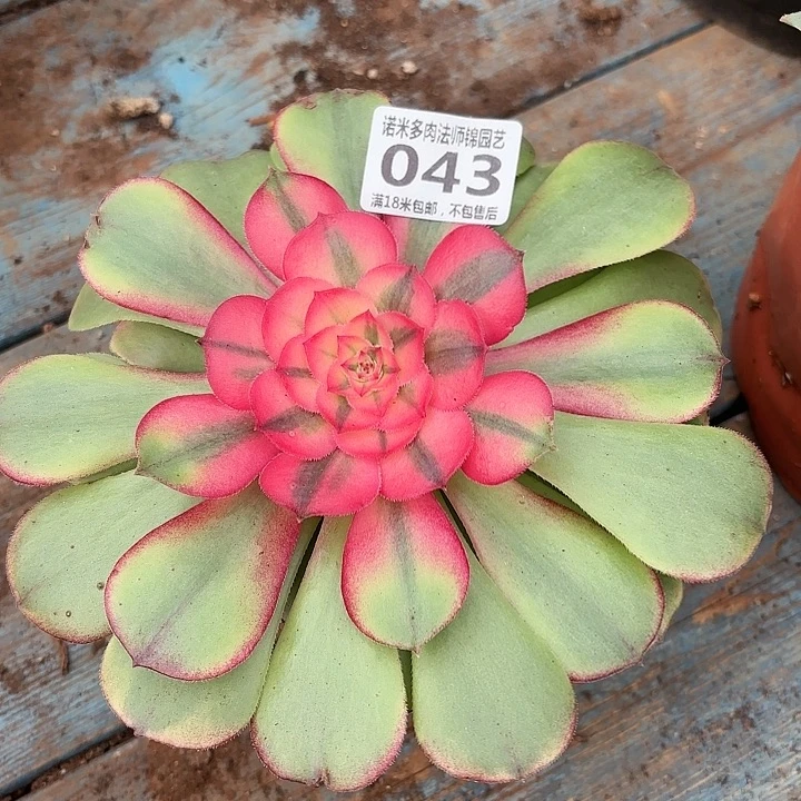 043荔枝诺米多肉法师锦