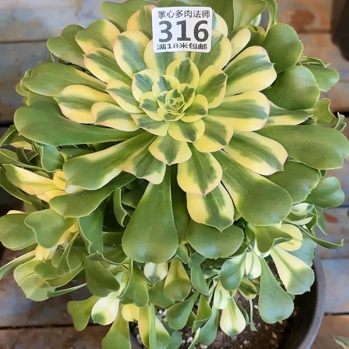 316辛尼亚掌心多肉法师锦