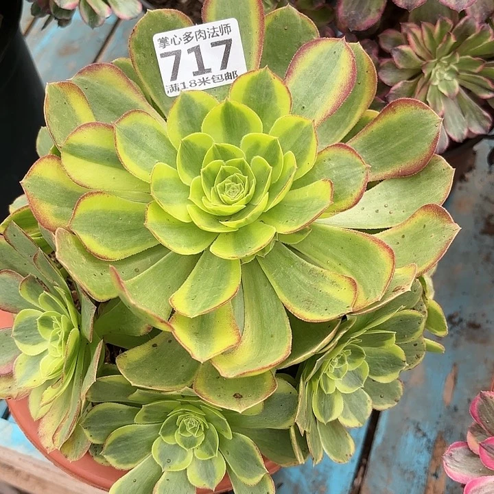 717奶白掌心多肉法师锦