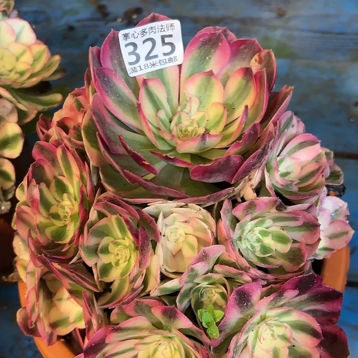 322倾城掌心多肉法师锦