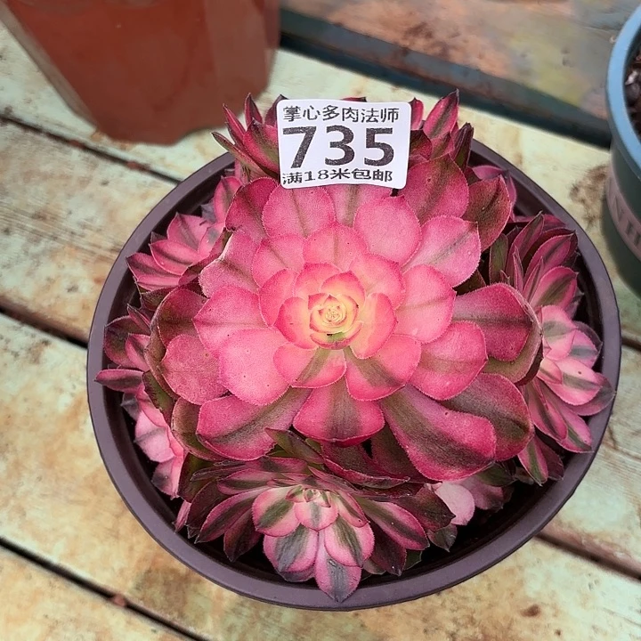 735荔枝捧花掌心多肉法师锦