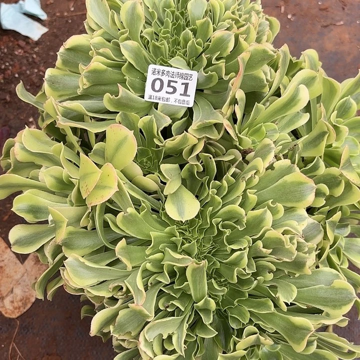 051绿豆沙缀化诺米多肉法师锦