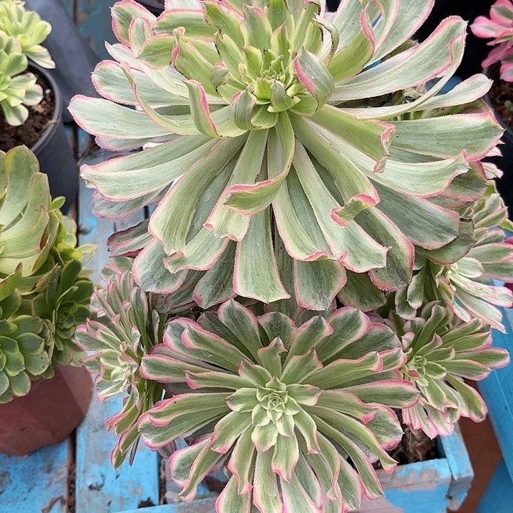 437糖果炮弹掌心多肉法师锦