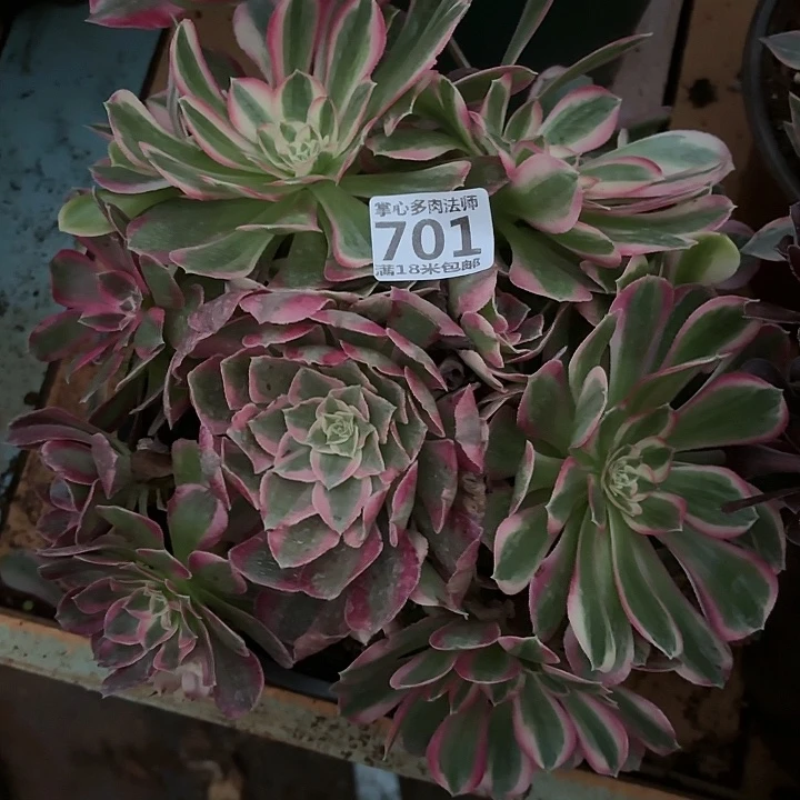 701孔雀翎掌心多肉法师锦