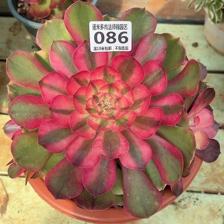 086荔枝捧花诺米多肉法师锦不包侧枝断枝